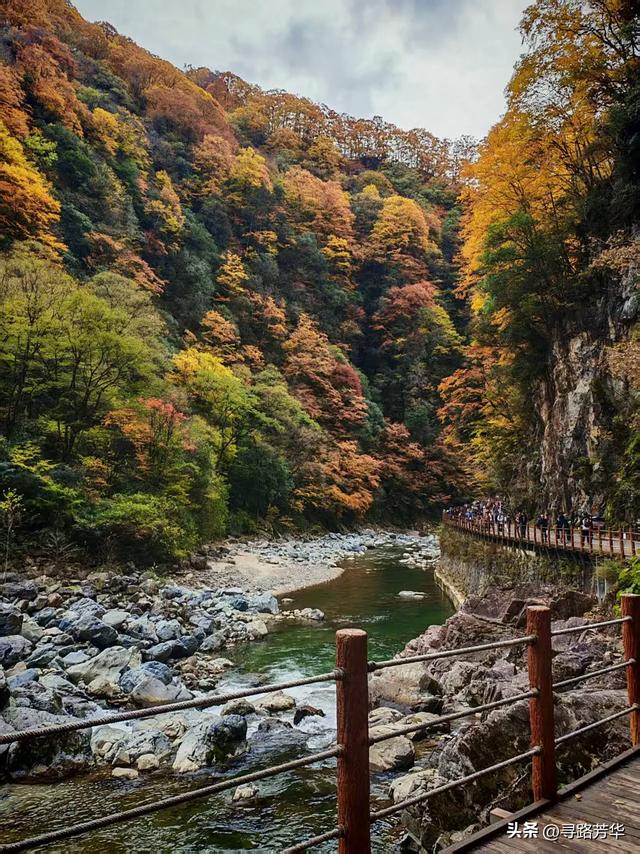 在秋季的米仓山,乘着小火车穿行山间