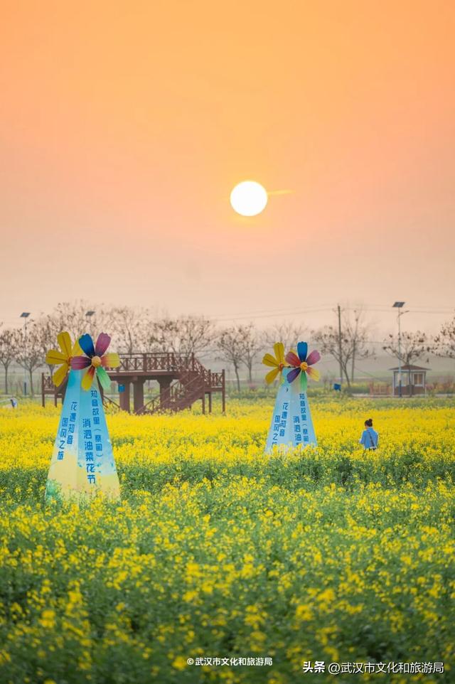 武汉春天最壮观的花海，全城盛开！