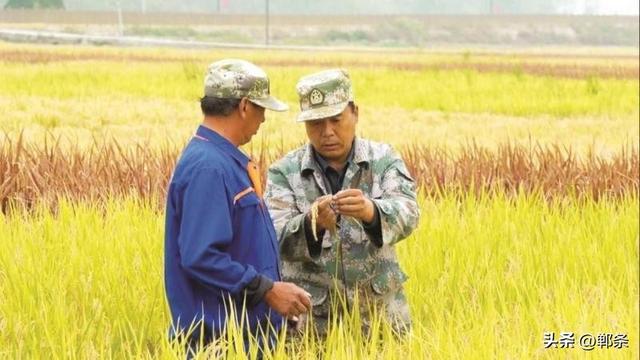 美在邯郸丨哪吒带您游涉县——东山大地景观稻田画迎来最佳观赏期