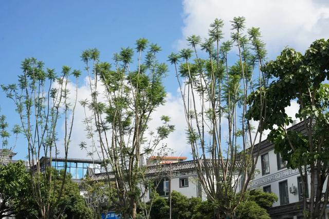 绿美大凤路：一路生花一路景