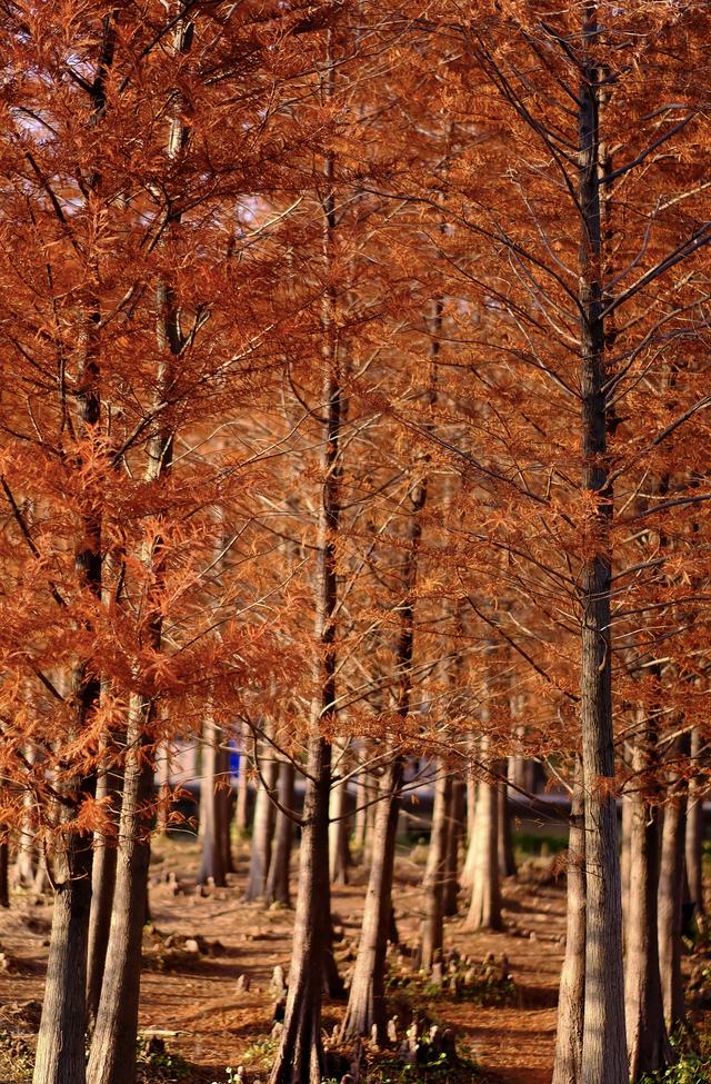 落羽红杉林，误入油画中！