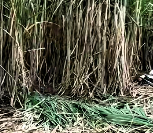 54岁李某甘蔗地杀2女仍在逃！村民提供内幕，原因不简单