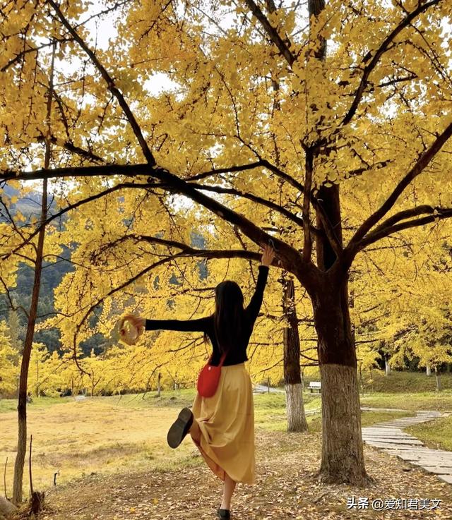 醉美的帽子峰：一场沉浸式的银杏视觉盛宴