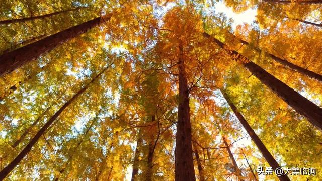 初冬,山东临朐嵩山水杉林太美了!