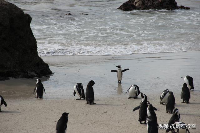 南部非洲：南非开普敦企鹅岛