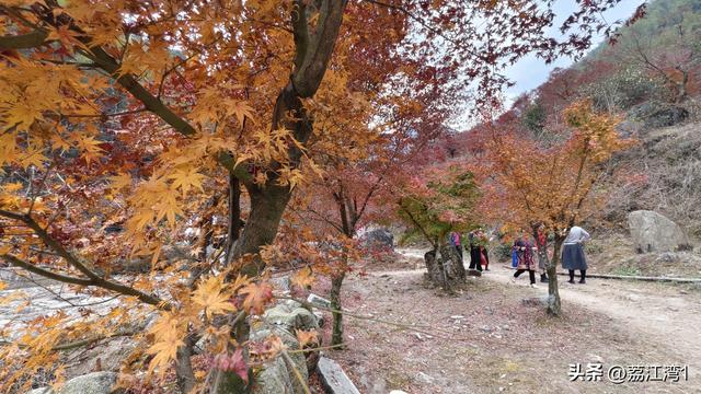 蓝山谷记：与十万株红枫的相遇