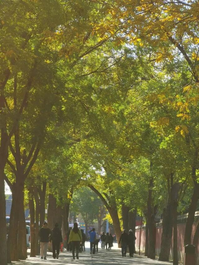 这个季节总要去趟正定，去邂逅那迷人的古建红和金秋黄！