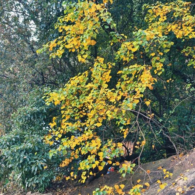 逛起来！8小时10个公园！