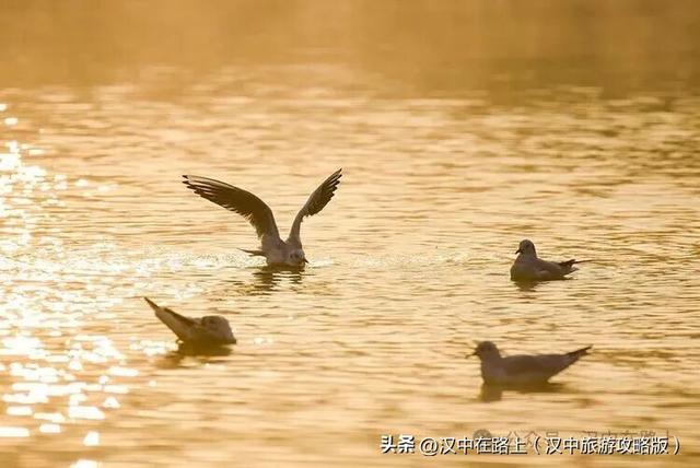 汉中汉江湿地晨景绝了！薄雾锁江，鸟戏江波，宛如仙境！