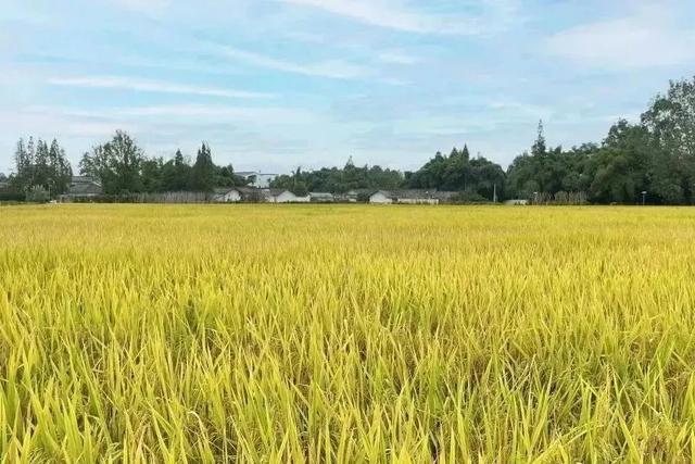 秋崃｜在邛崃的旷野，感受生活的“松弛感”