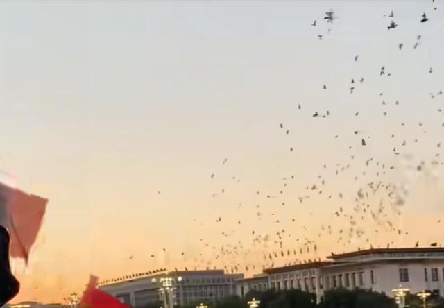 九三阅兵仪式的8万羽鸽为何都是借来的？这背后隐藏着这样的原因