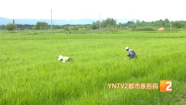 巨型稻草人、睡美人稻海等太出片了！昆明这个宝藏景点越来越美！