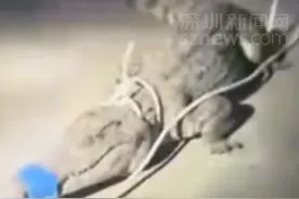 男子称妻子外出散步失踪 警方在鳄鱼口中发现人体遗骸图片