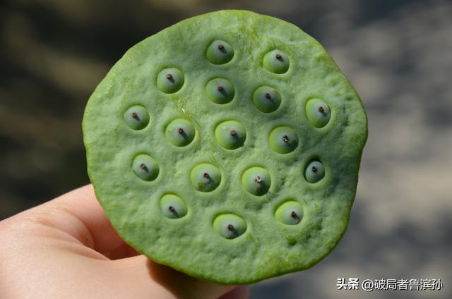 北京赏荷花最好的地方，原来是圆明园！
