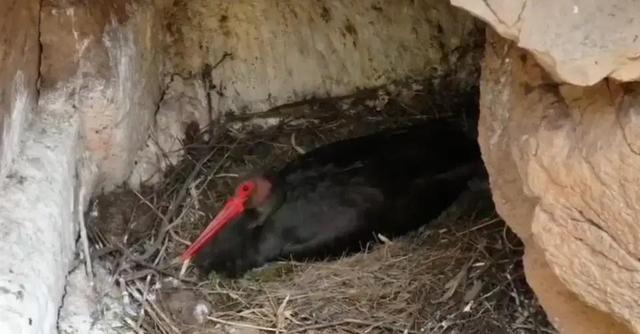 山西发现1米高大黑鸟	，全国仅存不足2000只，比大熊猫还珍贵！