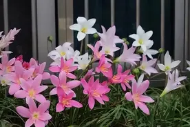 这花放阳台不用管，一下雨就开花，只浇水就能开爆盆，美得不像话图片