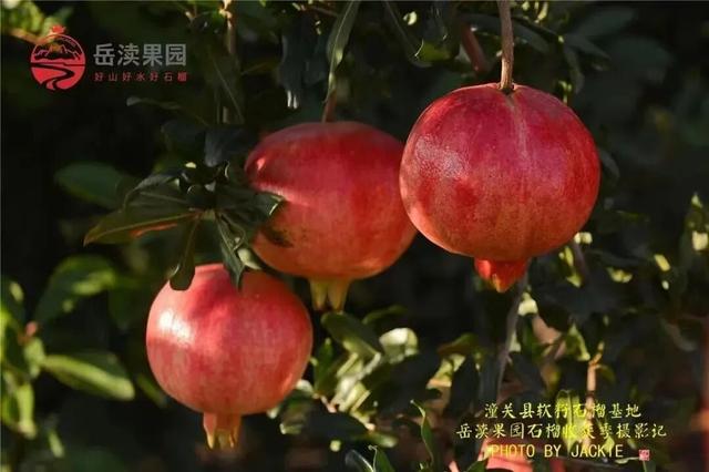 【国庆游潼关】精品旅游线路来了→悠享小城风味生活