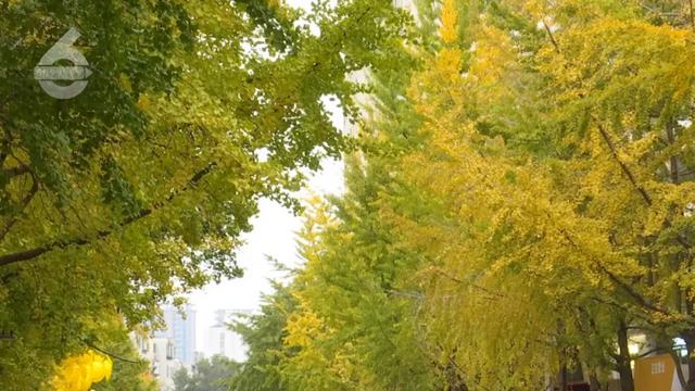 观鸥赏杏,冬天就要这么惬意!这些活动都排到明年了……