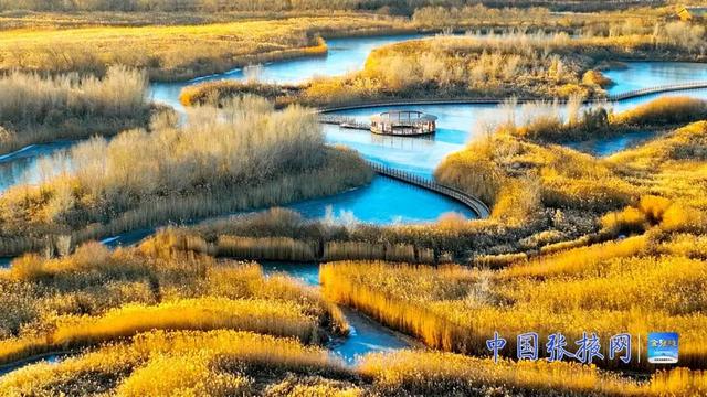 甘肃张掖：湿地披“金”