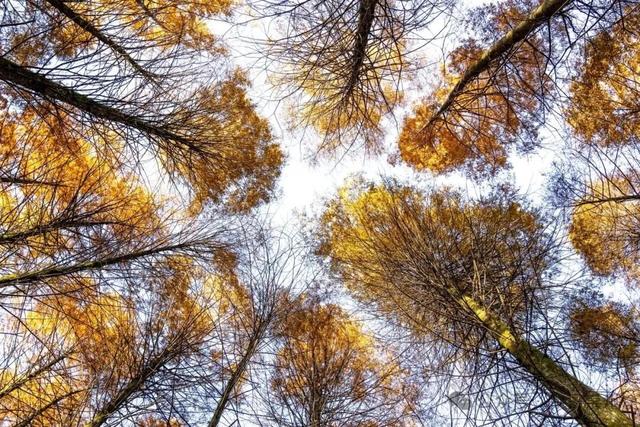 崇州彩林天花板🤩🤩🤩谁还没去过？