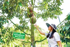 三亚反季节国产榴莲成功挂果图片