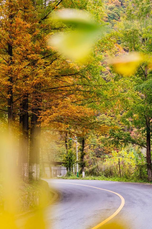赏秋正当时!自驾来汉中,赴一场秋日视觉盛宴~
