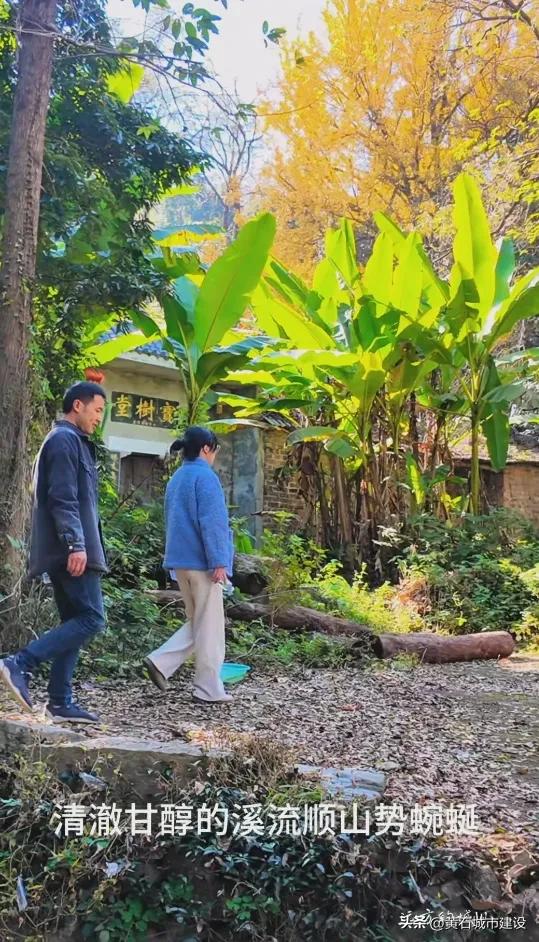 最大1600岁!黄石这几棵银杏王 你都打卡了吗?