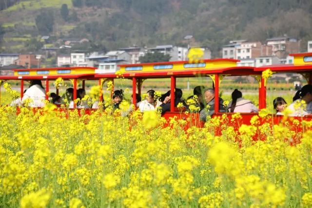图说中国｜躲过冬日的寒，撞进南国的油菜花海