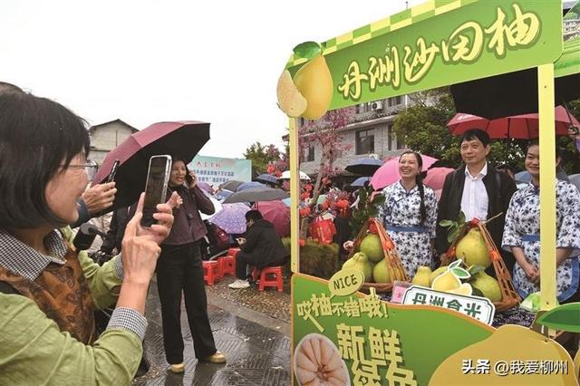 柚香润古城 漫卷文旅风——三江侗族自治县丹洲镇柚子文化活动见闻