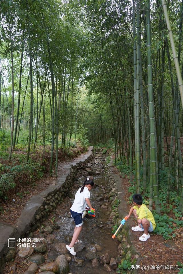 西安秦岭深处惊现“绿野仙踪”！这片竹海秘境又美又仙，你去了吗