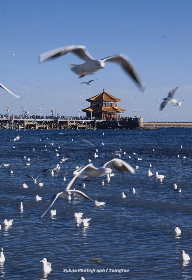 6处入选！市南绝美表白地，是一眼沦陷的程度！