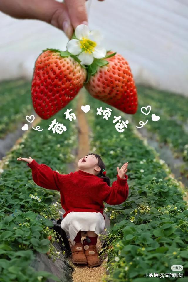 冬日“甜妹”C位出道!新洲草莓采摘指南来啦~