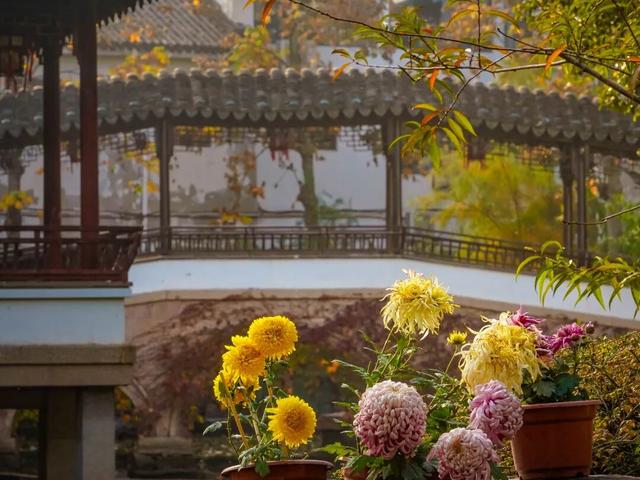 此时的太仓，美到心尖上！