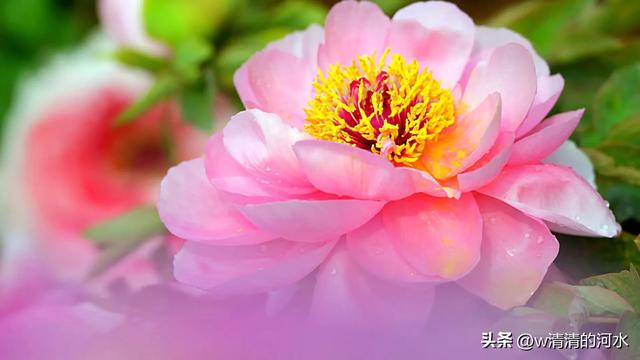 极美洛阳城牡丹迎春吐蕾绽放