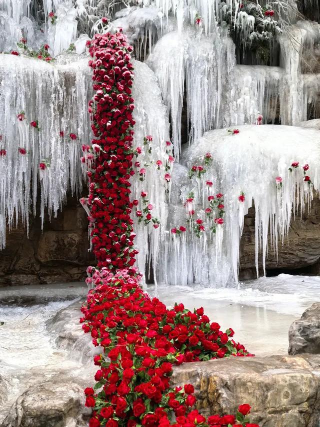 太原蒙山冰瀑玫瑰惊艳亮相