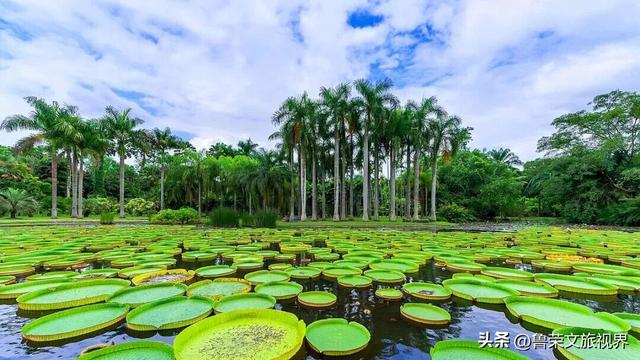 北回归线上的绿宝石：西双版纳的暖冬秘境
