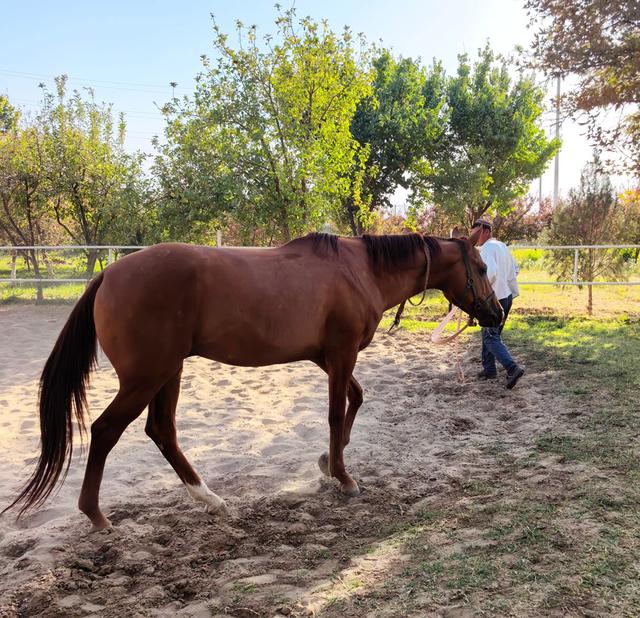中亚五国行（18）——圆梦汗血宝马【土库曼】