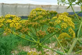 阿富汗特产：阿魏图片