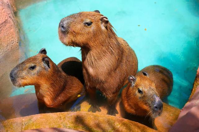 好“牛”！国宝顶流，厦门首展！送票→