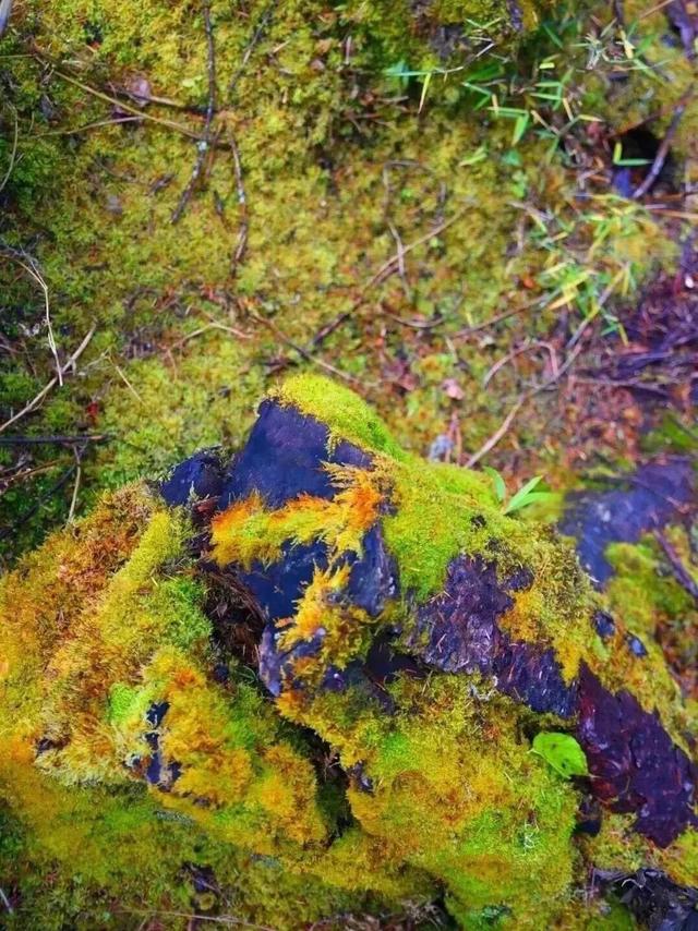 中国彩林第一县！黑水的美镜头不足以描绘！