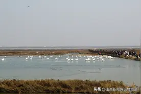 运城盐池：天鹅栖息的生态乐园图片