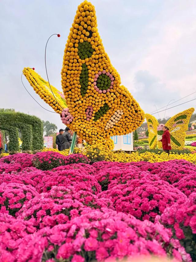 15万株绽放醉美菊花展，成都又美爆了！
