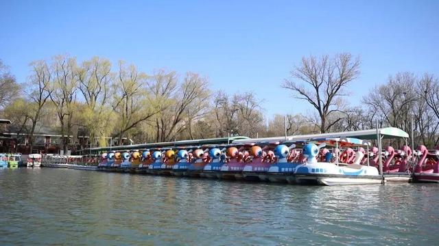 泛舟赏樱，来玉渊潭公园