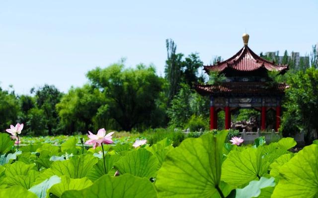 快冲！呼和浩特青城公园荷花进入最佳观赏期，美成水墨画！