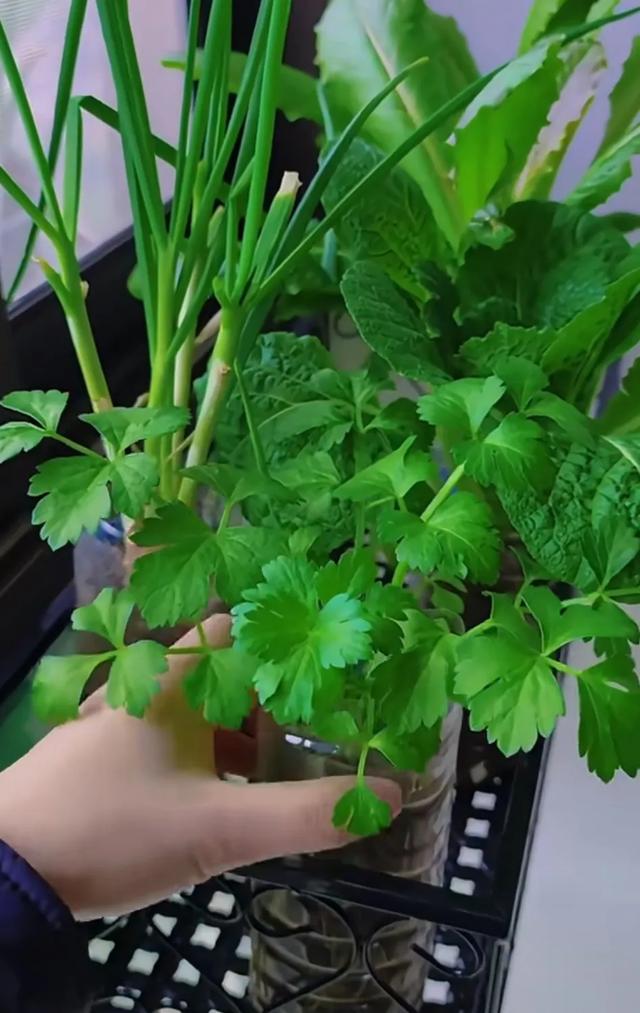 山东女子用200个矿泉水瓶在封闭阳台实现了蔬菜自由，网友:太牛了