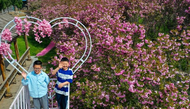 夏县：樱花盛开迎游人