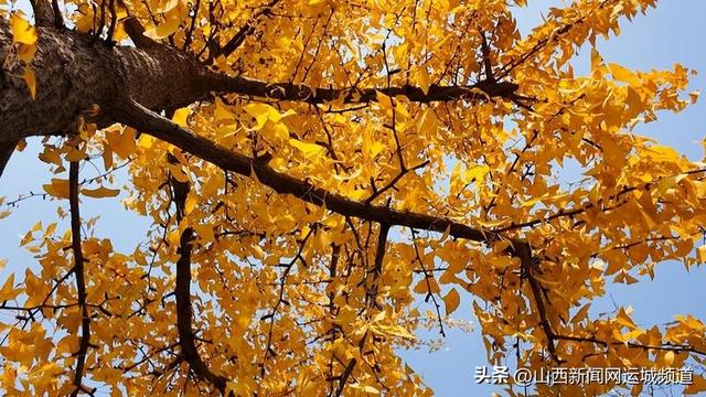 垣曲县：美丽山城秋意浓 滨河东道银杏黄