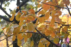 副职维护领导班子团结做到“四要四不要”图片