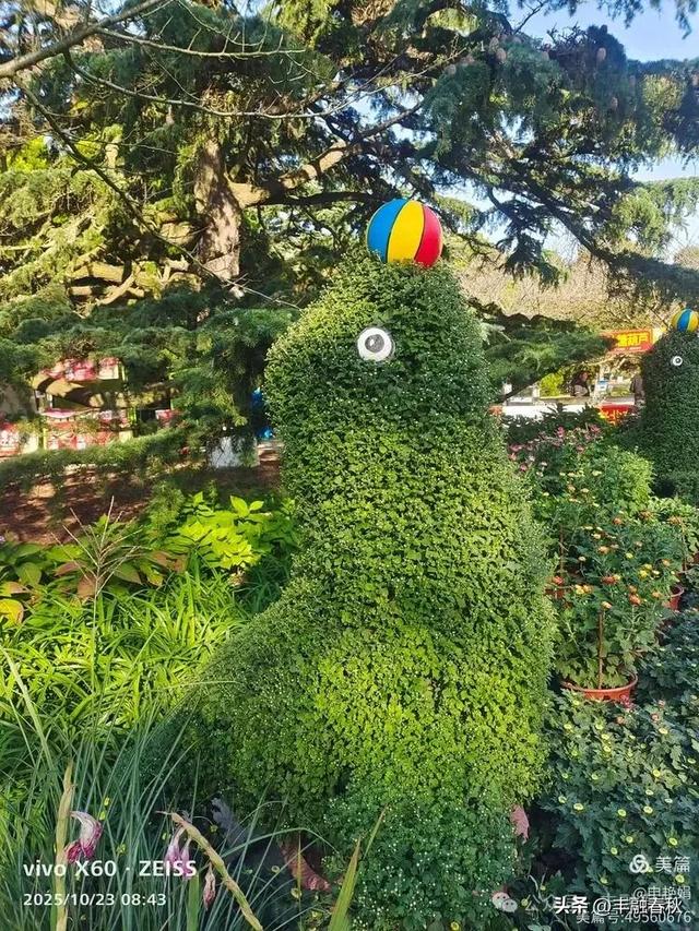 菊绽秋阳里，暗香绕中山｜申艳娟
