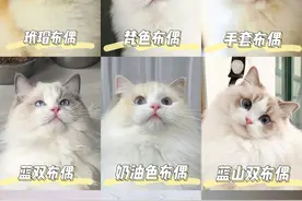 开盲盒 | 布偶猫x蓝猫生的崽崽长啥样？你绝对想不到！图片